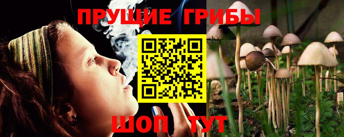Алатырь  Псилоцибиновые грибы MAGIC MUSHROOMS  Вход с VPN  Галлюциногенные грибы Psilocybe 